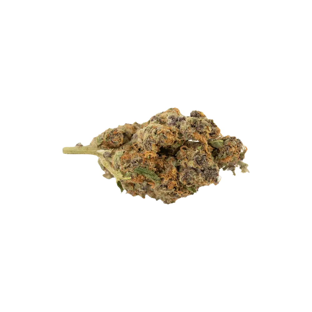 Produkte - Pedanios 18/1 TNG-CA