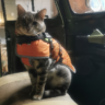 skipper