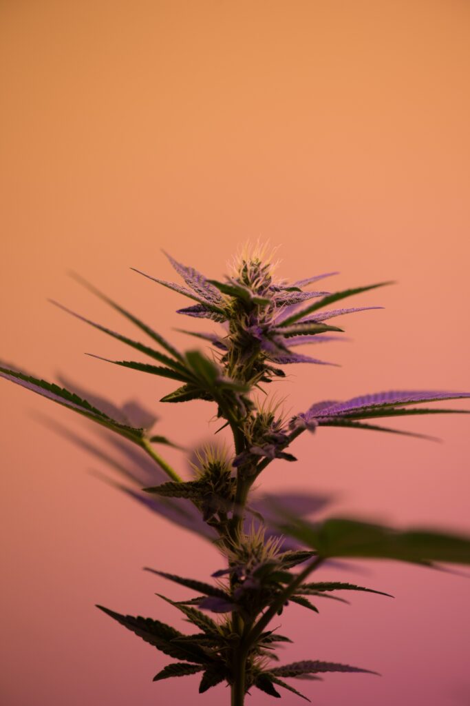 Cannabispflanze mit Blütenständen vor orangefarbenem Hintergrund.