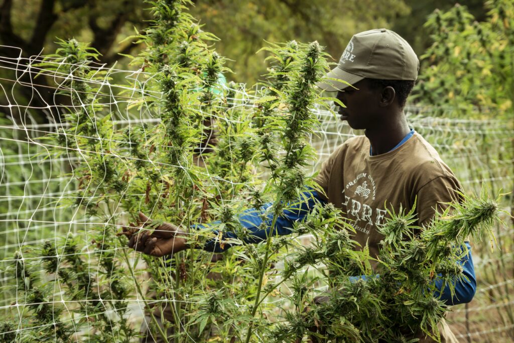 Eine Person prüft den Reifegrad blühender Cannabispflanzen