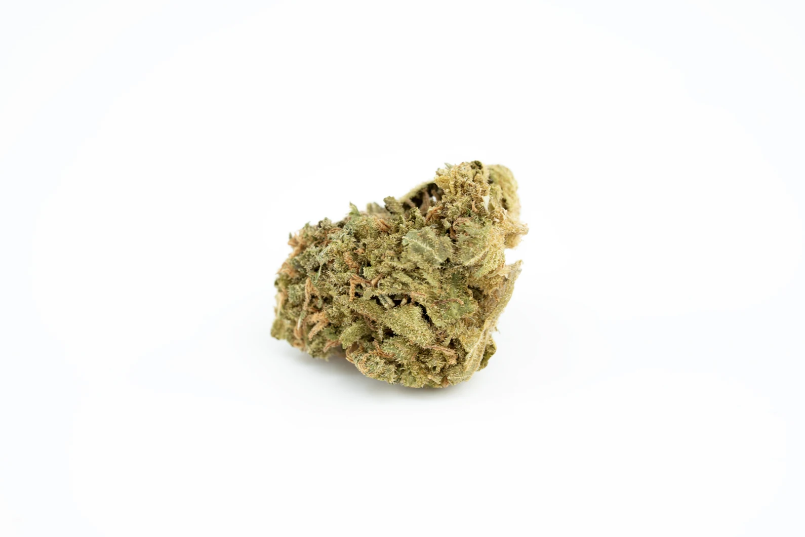 blackbird-plain-sativa