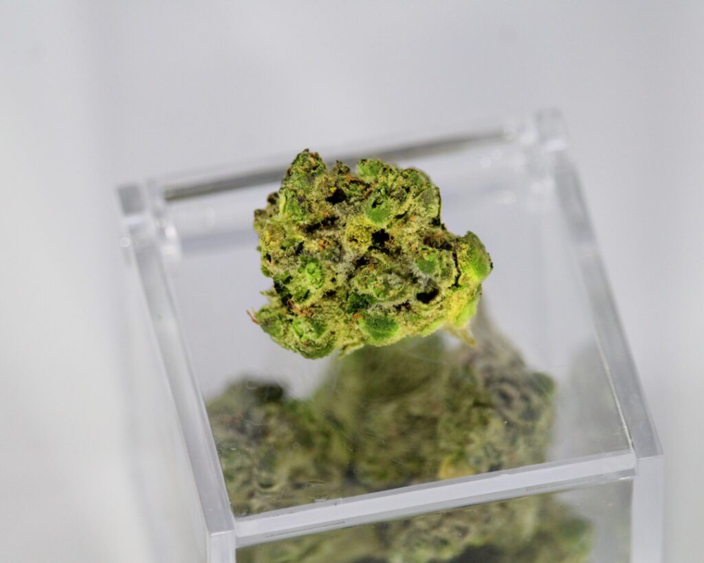 Eine grüne, getrocknete und beschnittene Cannabisblüte auf einem Quadrat aus durchsichtigem Plastik.