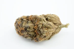 Produkte - Cannabis Flos 23/1 PRT Ku.Black Cherry Pie    