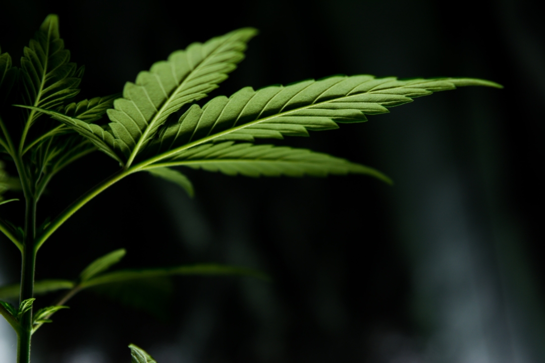 Cannabis: Die turbulente Geschichte einer jahrtausendealten Kultur- und Heilpflanze