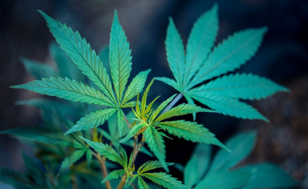 Was ist medizinisches Cannabis?