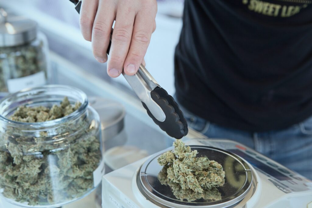 Eine Person legt mit einer Metallzange legt Cannabisblüten auf eine Feinwaage