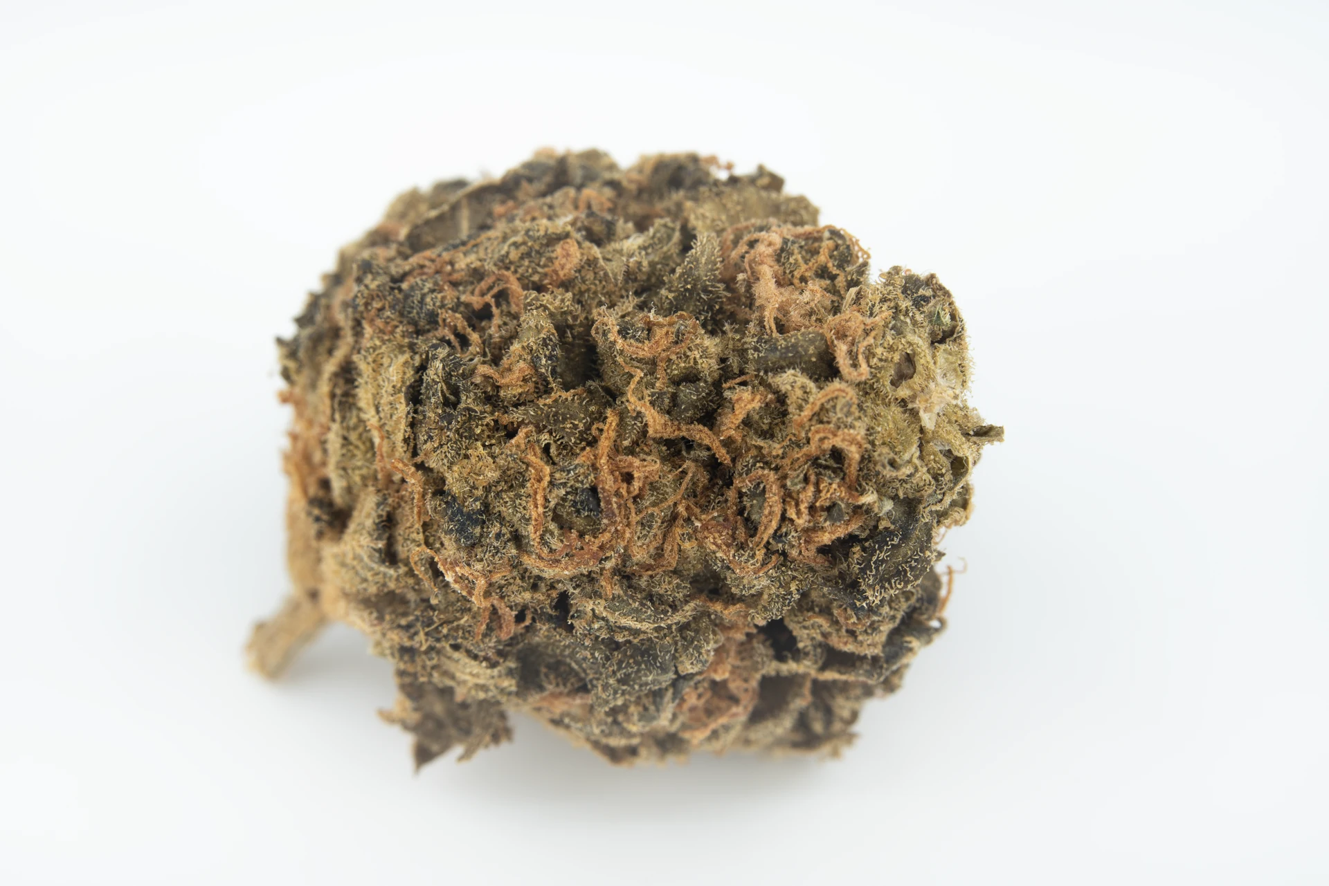 cm-20-1-gorilla-glue-4-cannabisblueten-greensby