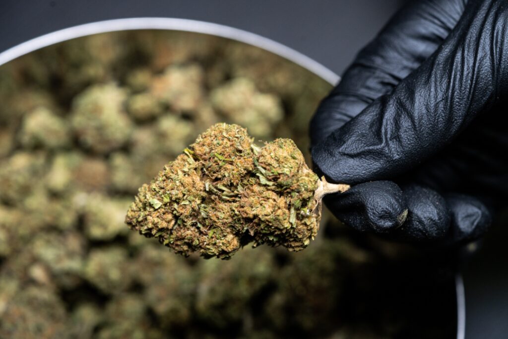 Getrocknete Medizinalcannabis-Blüte in Nahaufnahme