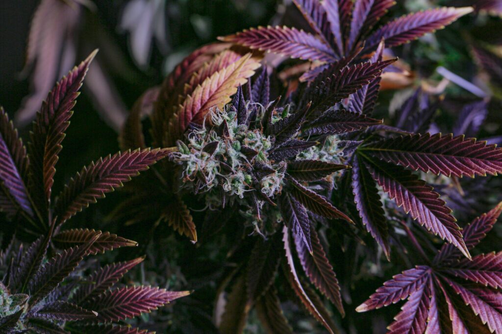 Headbud einer Cannabisblüte mit violetten Blättern