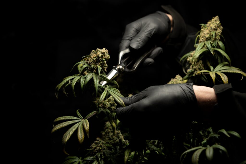 Eine Hand in einem schwarzen Handschuh erntet Cannabispflanzen mit einer Schere. Der Hintergrund ist schwarz.