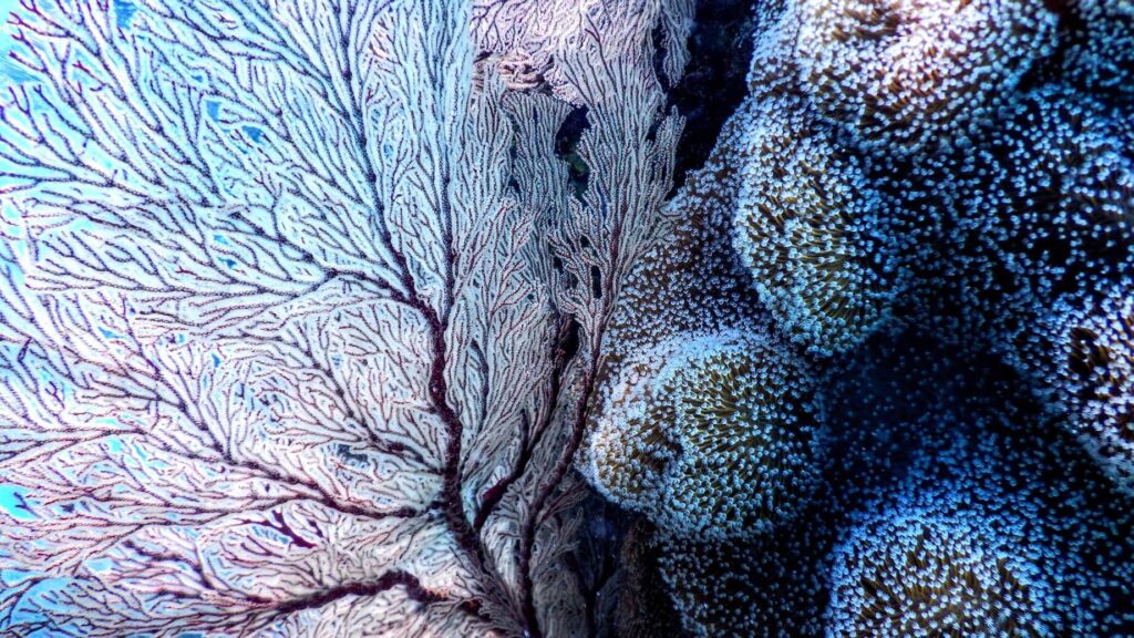 Blaue Korallen mit geschlechtsspezifischen Unterschieden