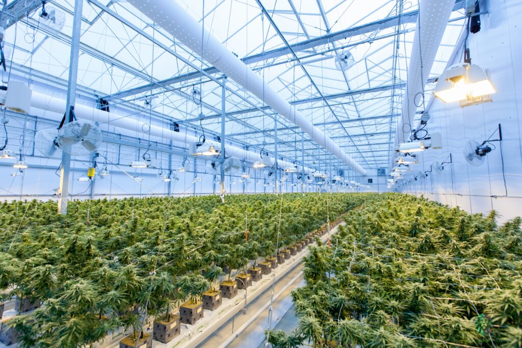 GMP-zertifizierte Cannabisplantage in einem großen Gewächshaus