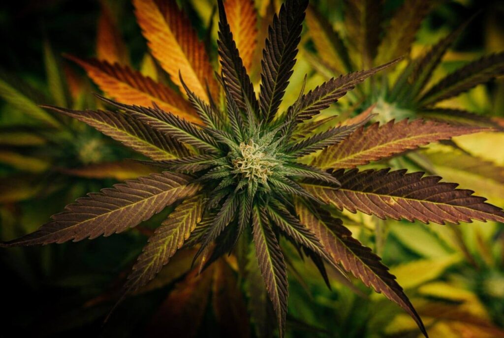 Draufsicht auf eine blühende Cannabispflanze.