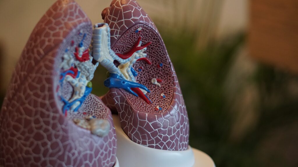 Eine von Ärzten verwendete, aus Kunststoff hergestellte Lunge. Man erkennt Arterien und Adern in blau und rot und die Lungenbläschen