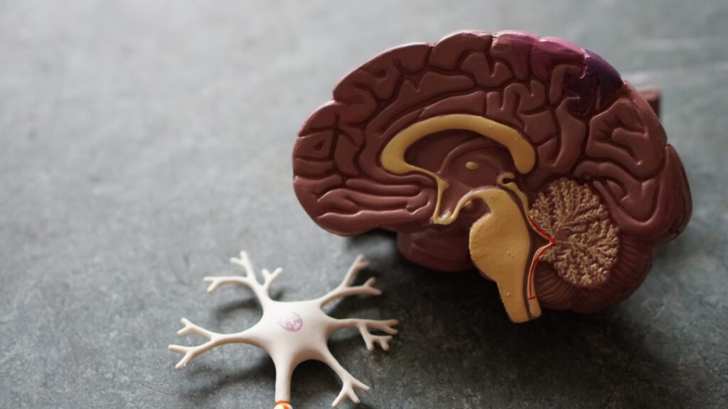 Eine Plastik eines Gehirns im Querschnitt liegt auf einem Tisch neben einer Darstellung einer Nervenverbindung.
