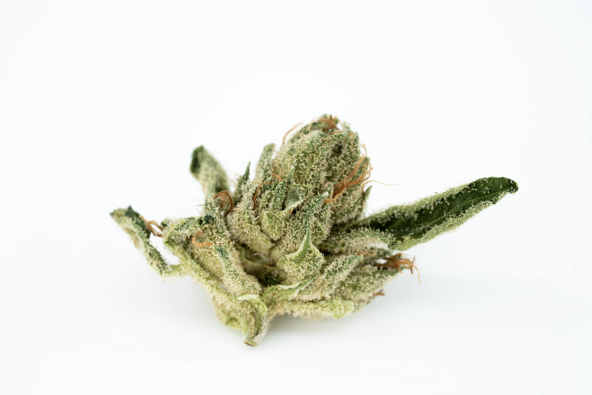 tilray-thc-15-spp-mk-cannabisblueten-greensby