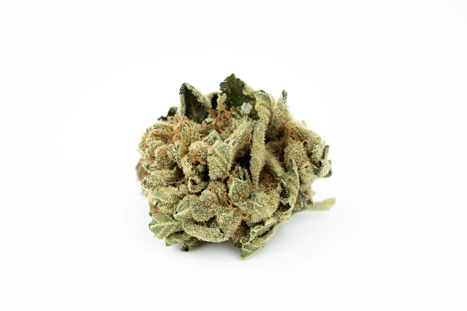 tilray-thc-18-spotlight-porto-man