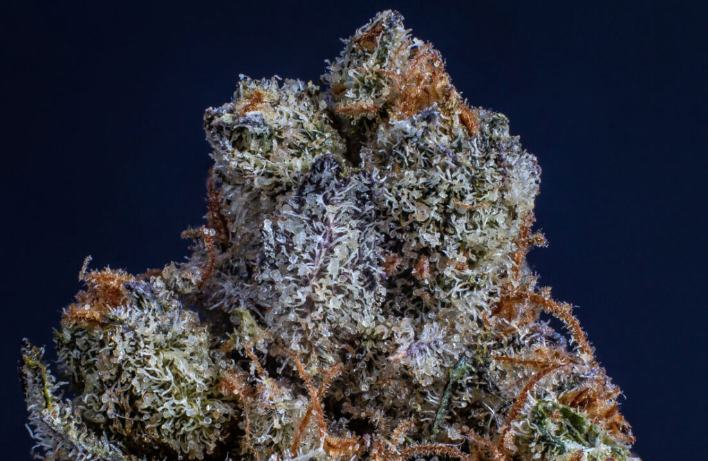 Trichome auf einer Cannabisblüte