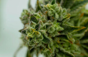 Draufischt auf eine grüne Cannabispflanze gegen Ende der Blütephase mit Blütenstempel und harzbedeckten Blättern