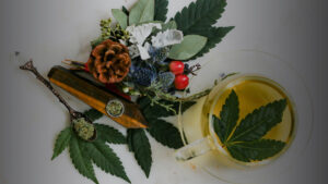 Auf dem Bild sind Cannabisblüten mit unterschiedlichen Cannabinoiden auf einem weißen Tisch zu sehen, sowie ein Glas, das mit aufgekochten Cannbisblättern gefüllt ist.